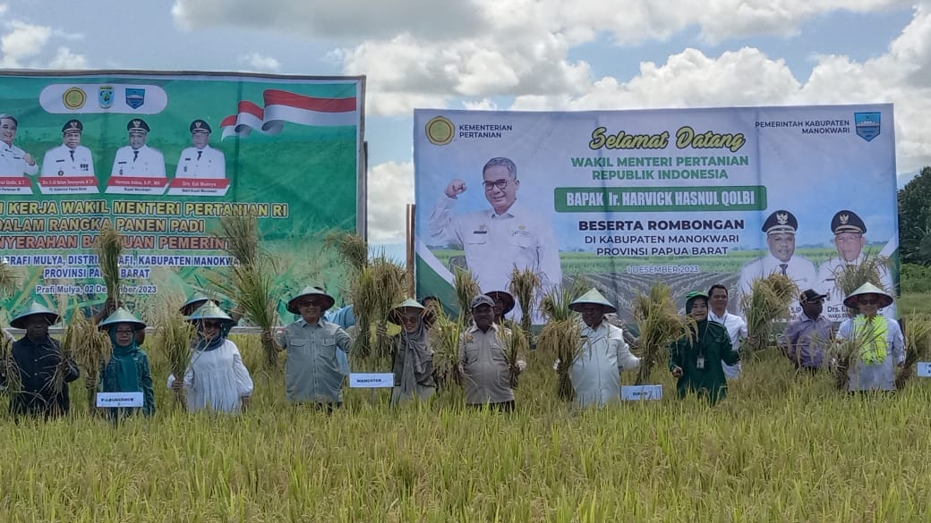  Panen Padi di Manokwari, Wamentan Dorong Jadi Lumbung Pangan Papua Barat