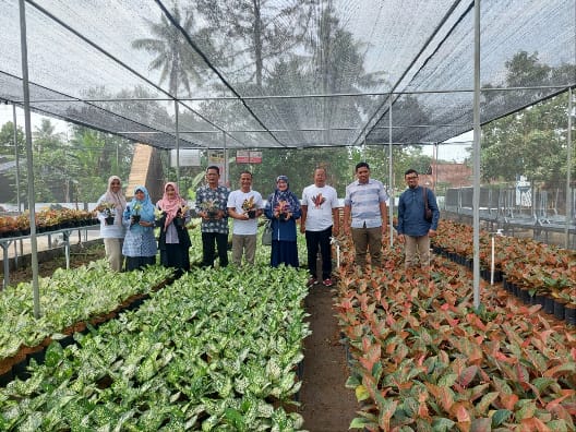 Tekan Impor Tanaman Hias, Kementan Dukung Penuh Petani Milenial Aglaonema