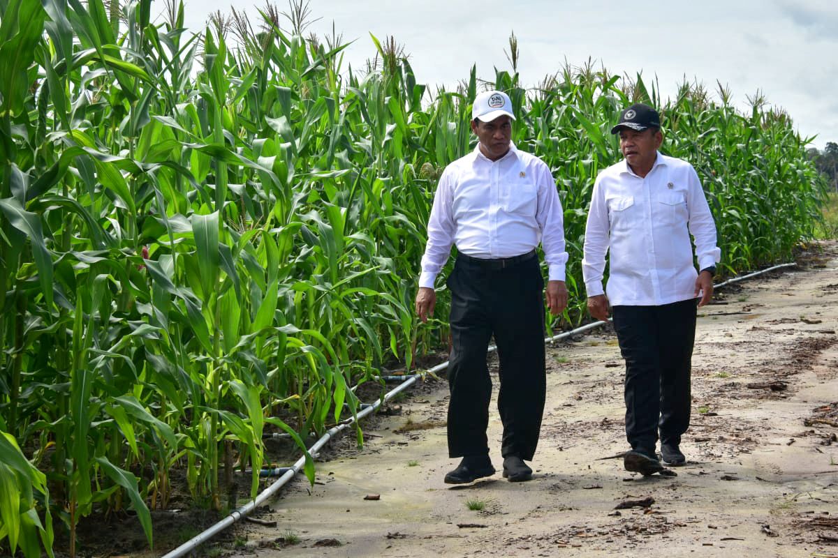 Mentan-Wamenhan Kunjungi Gunung Mas, Pastikan Food Estate Berjalan Baik