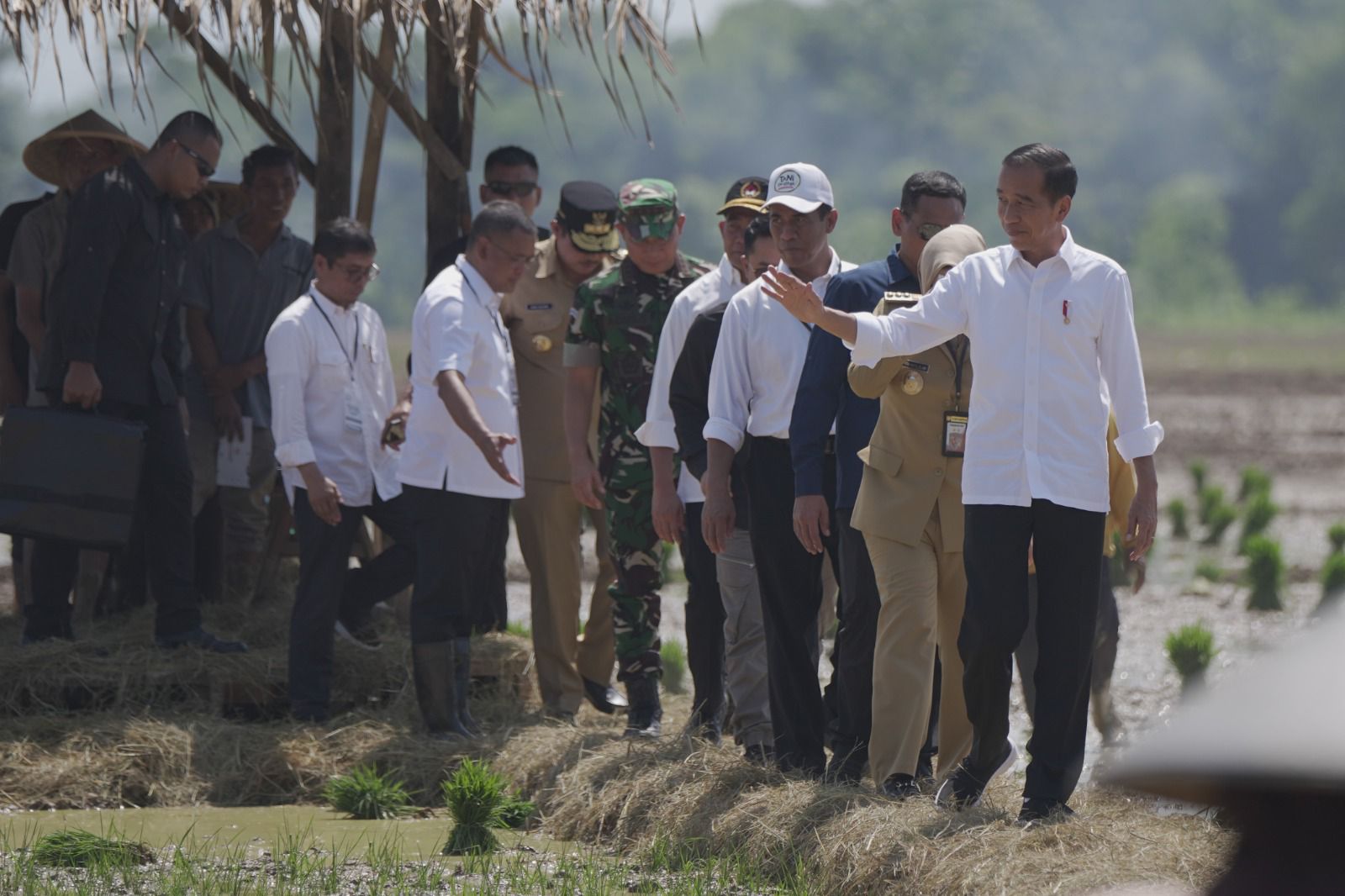 Tinjau Penanaman Padi di Pekalongan,Presiden Jokowi : Kita Kejar Tanam, Tanam, Tanam