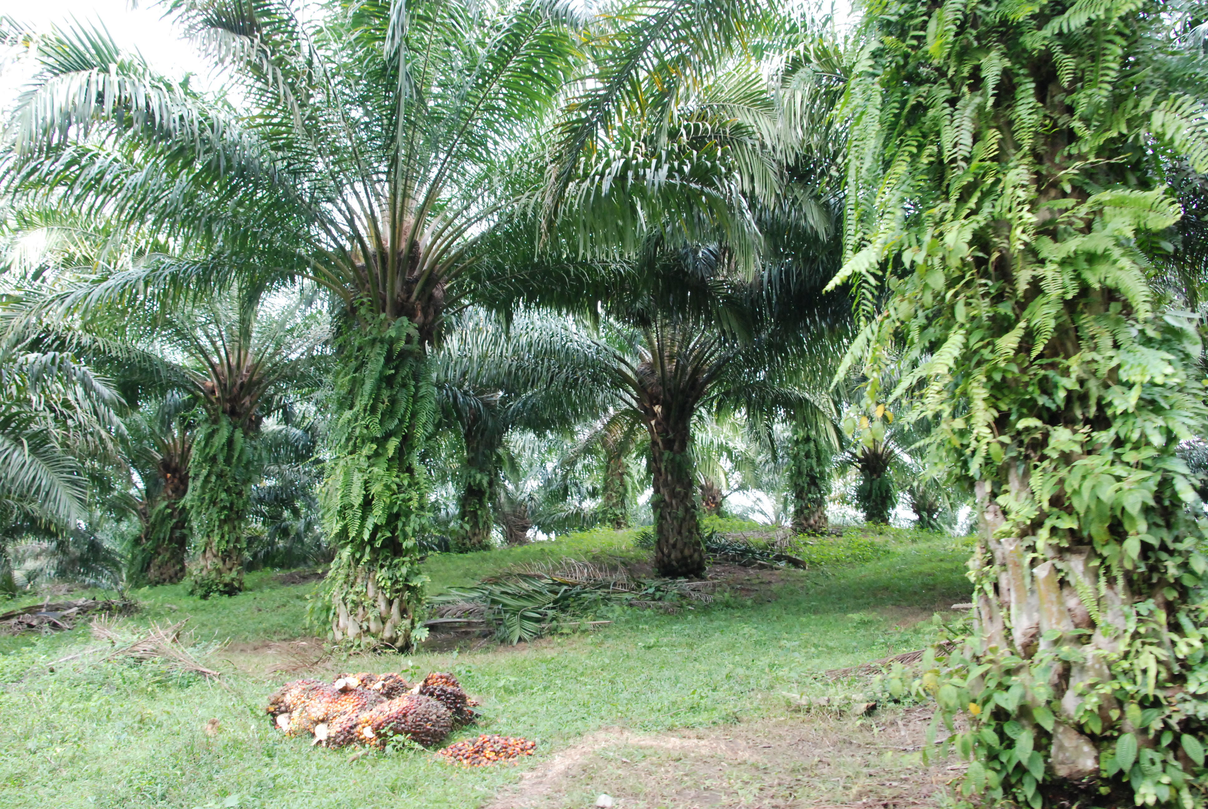 Produksi, Konsumsi dan Ekspor Naik, Stok Menurun