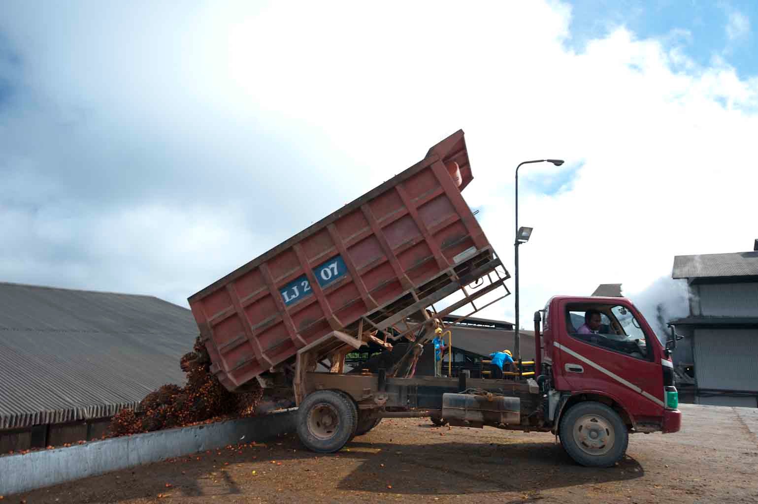 Tahun 2023, Produksi CPO DNSG Naik 3,5%