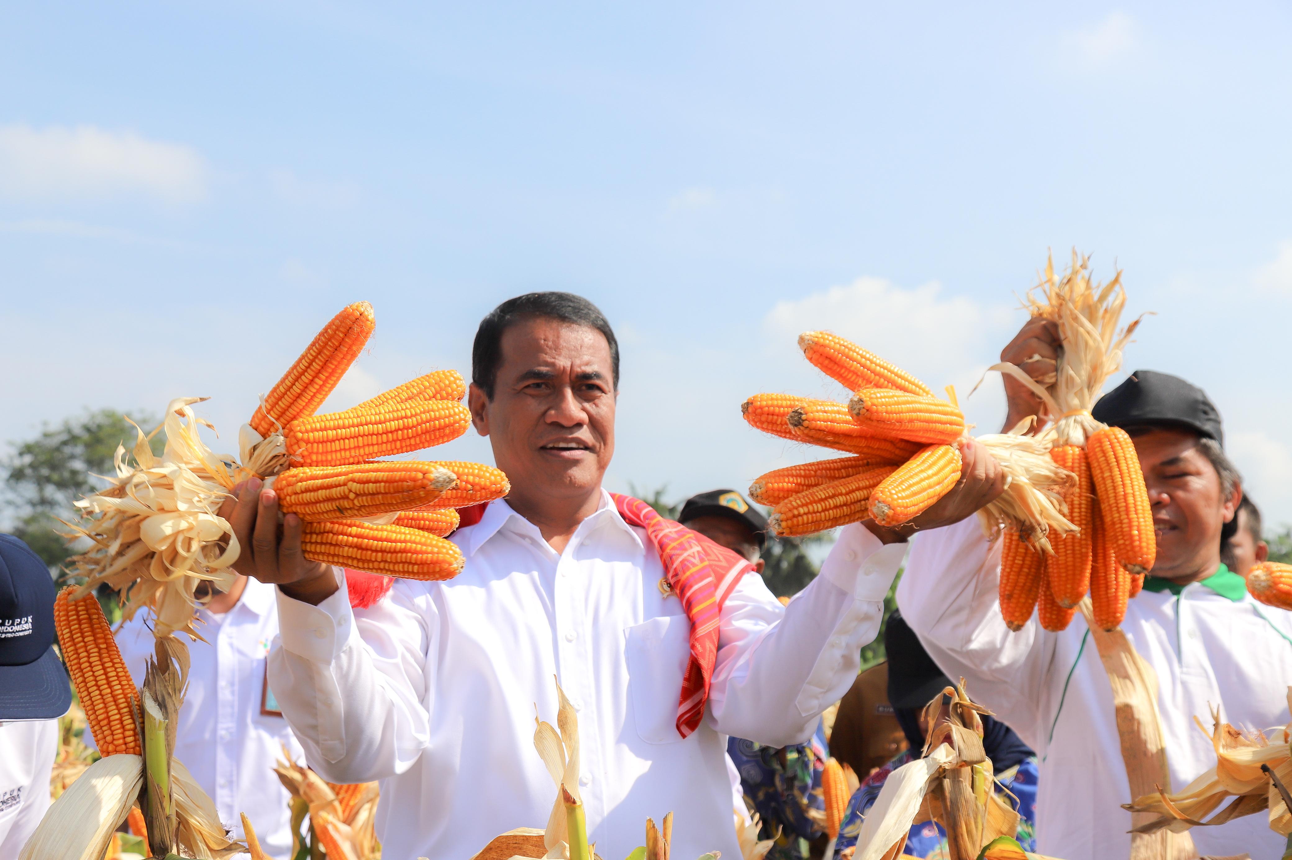 Panen dan Tanam Jagung Di Kota Medan, Mentan Amran Genjot Produksi Optimis Hentikan Impor