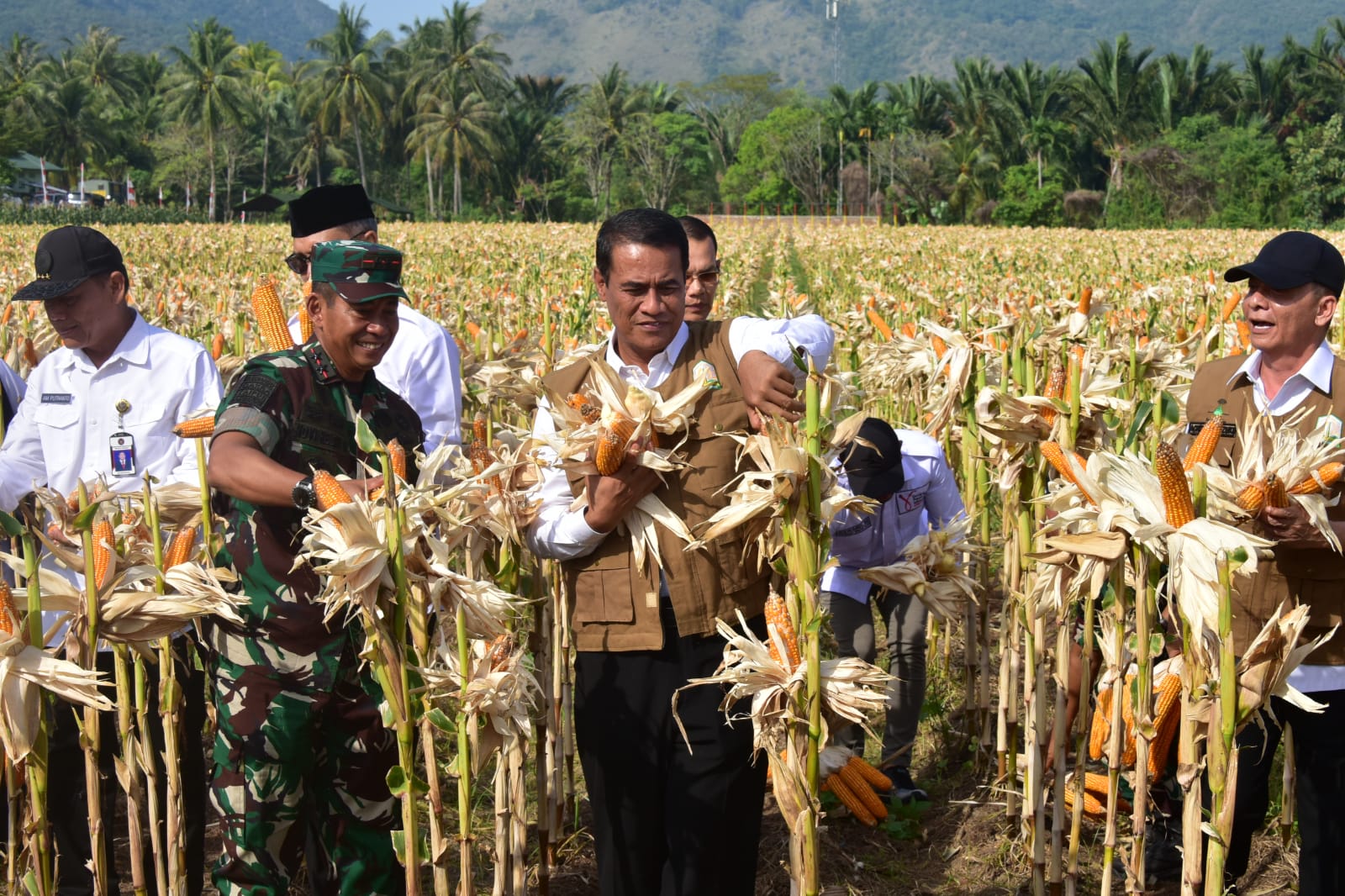 Mentan Memastikan Produksi Padi dan Jagung Berjalan Baik