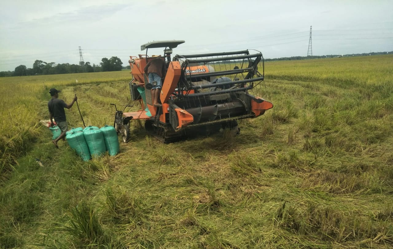 Petani Banten Masuk Panen Raya Padi