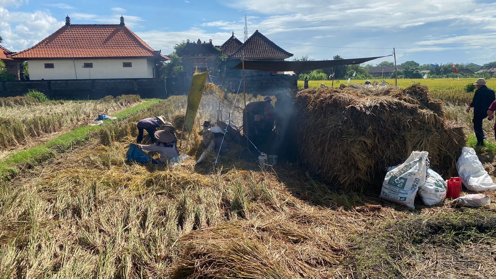 Panen Raya di Bali Amankan Stok Beras