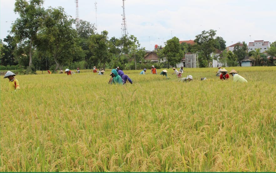 Panen Raya Melimpah, KTNA dan HKTI Minta  Waspada Harga Gabah Jatuh