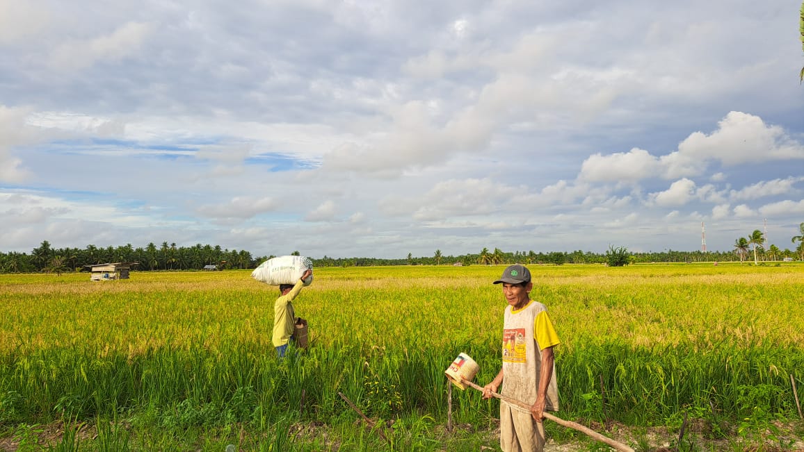 Memasuki Musim Panen, Harga Gabah dan Beras di Berbagai Wilayah Mulai Turun