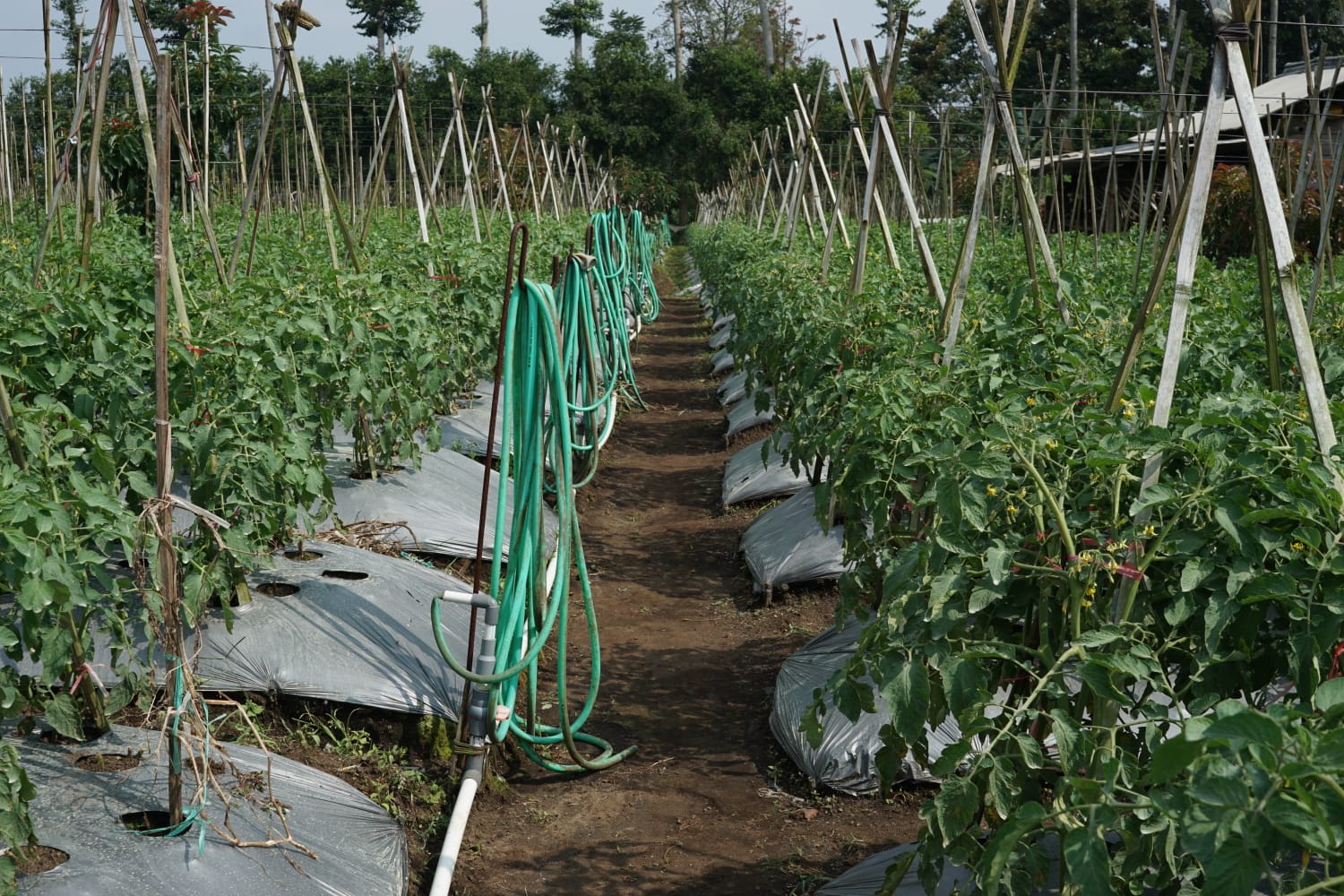 Sumedang Menjadi Andalan dalam Proyek Pengembangan Hortikultura di Daerah Kering