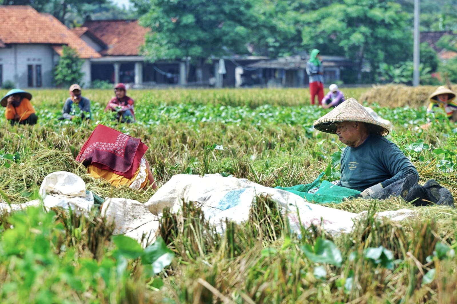 Pemerintah Resmi Ubah HPP Gabah dan Beras