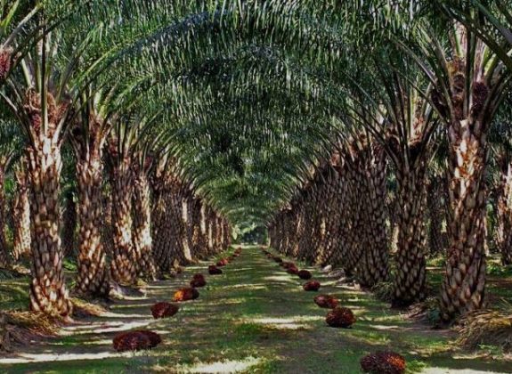 Koperasi Iska Bekai Buat Jalan Akses Kebun Sawit  