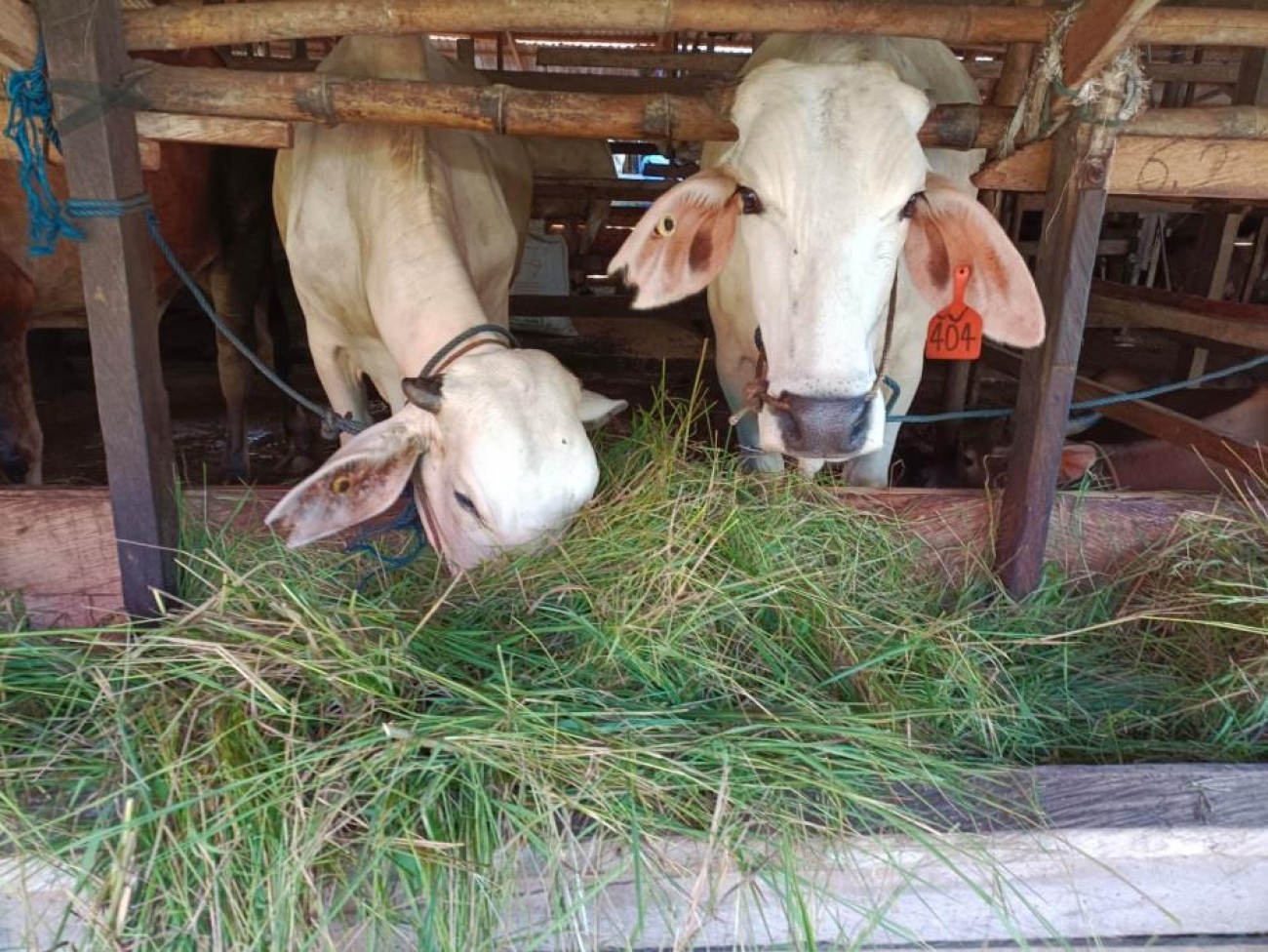 Pakan Kering Produksi UE Lirik Market Indonesia