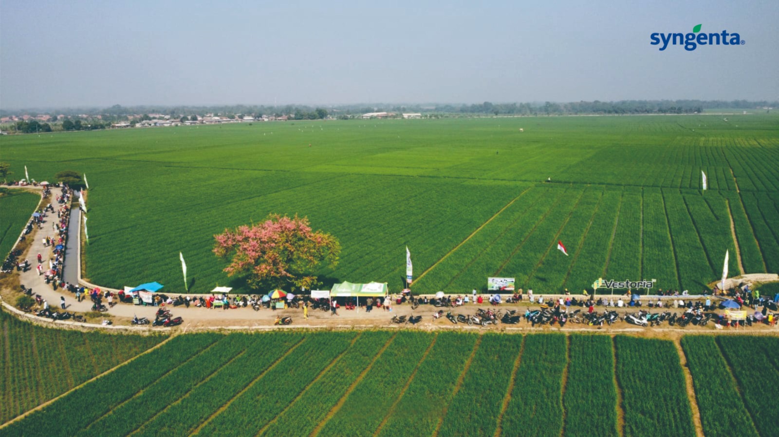 Syngenta Rayakan Kemerdekaan Bersama 10 Ribu Petani Indonesia