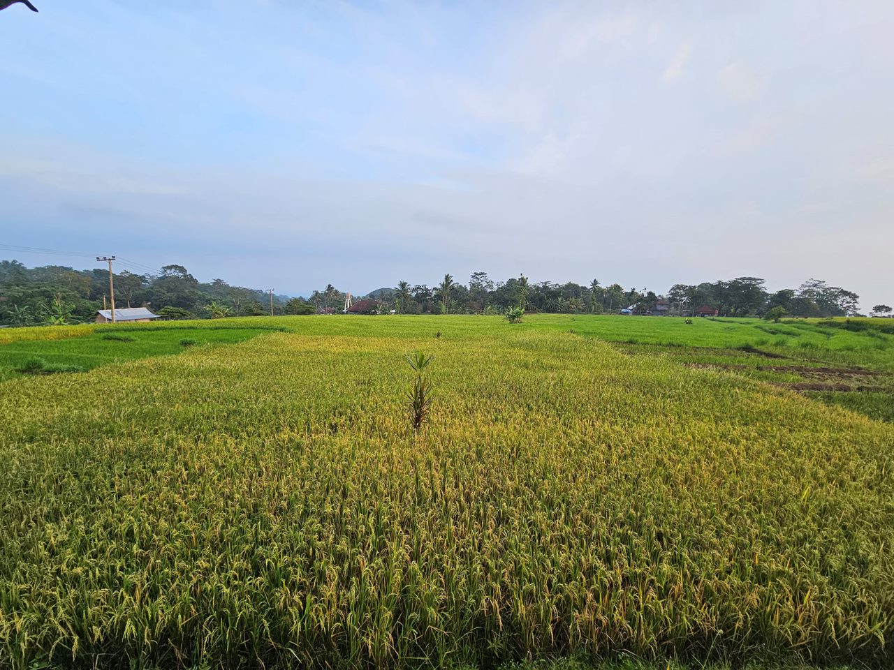 Anomali Harga Gabah di Musim Kemarau, BPS: Harga di Tingkat Petani dan Penggilingan Turun