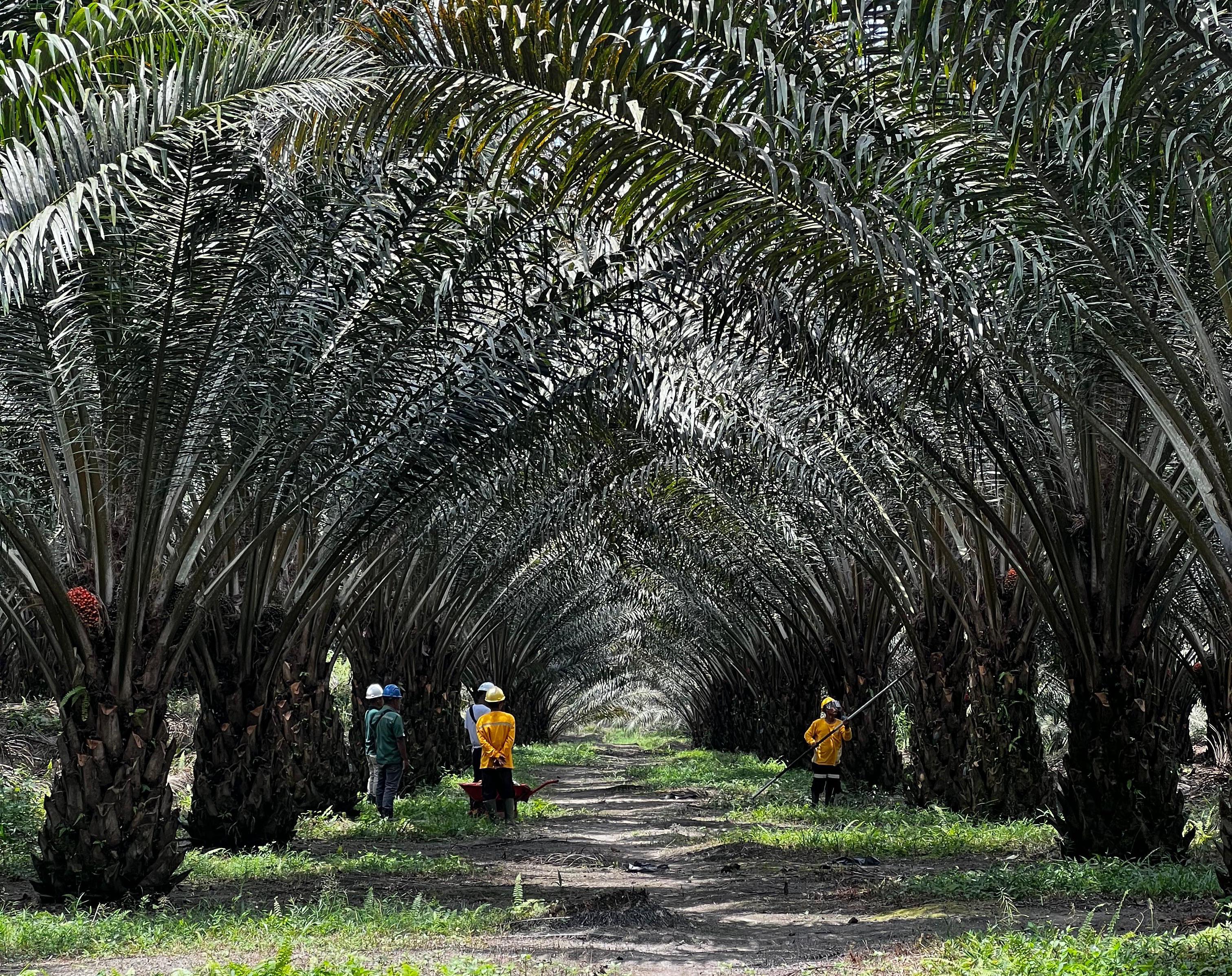 BRIN dan Astra Agro Kembangkan Kultur Jaringan, Ciptakan Klon Unggul Sawit