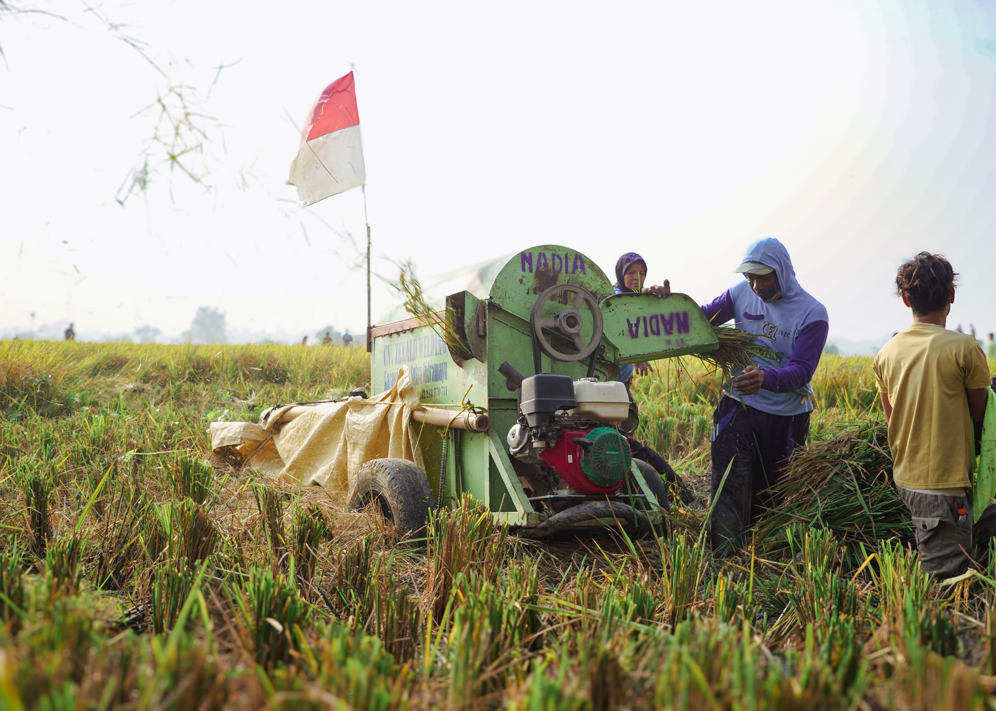 Pemerintah Siap Serap Gabah dan Beras Jelang Panen Raya