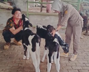Kemitraan Peternak dan Swasta Hasilkan 114 Ekor Sapi Perah Bunting