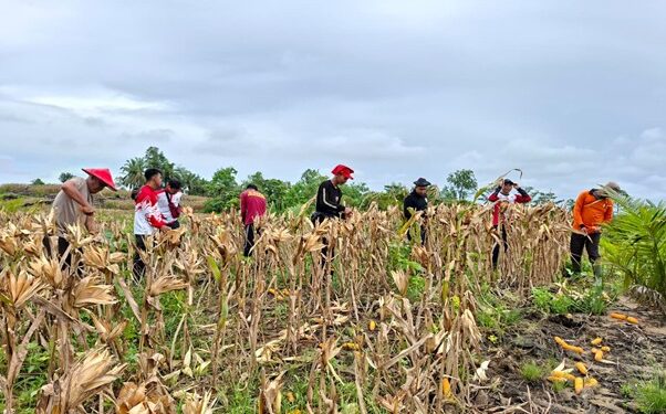 Pelaksanaan panen perdana jagung tumpang sari jagung di lahan sawit