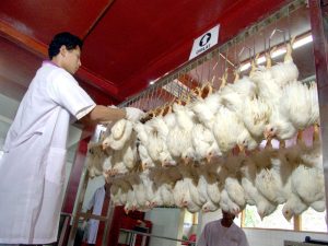 Membangun Ekosistem Perunggasan Modern