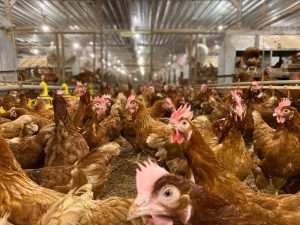 Buku Panduan Budi Daya Ayam Petelur Cage-Free Skala Komersial