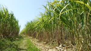 Kementan Siapkan 5,9 Miliar Mata Benih Tebu Untuk Percepatan Swasembada Gula