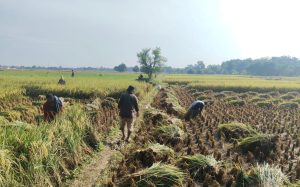 Panen Raya di Majalengka Cetak Produktivitas hingga 11,5 ton/ha