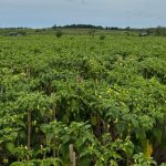 Produksi Surplus, Pasokan Cabai Aman Selama Ramadan dan Jelang Idul Fitri