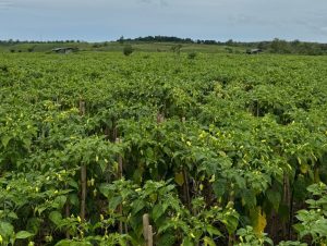 Produksi Surplus, Pasokan Cabai Aman Selama Ramadan dan Jelang Idul Fitri