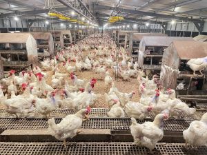 Kementan Perkuat Pengaturan Produksi Ayam