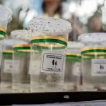 Serangga Penyerbuk Dilepas, Harapan Baru Masa Depan Sawit Indonesia