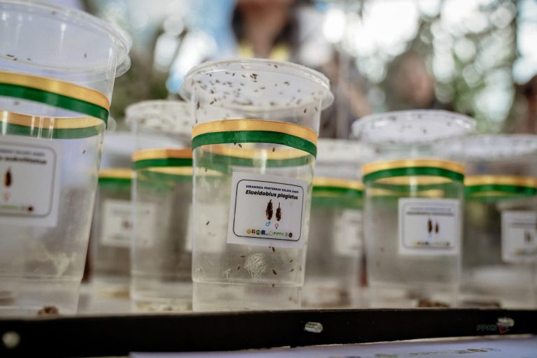 Serangga Penyerbuk Dilepas, Harapan Baru Masa Depan Sawit Indonesia