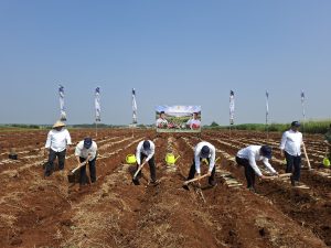 Tanam Serentak, Langkah Nyata Menuju Swasembada Pangan