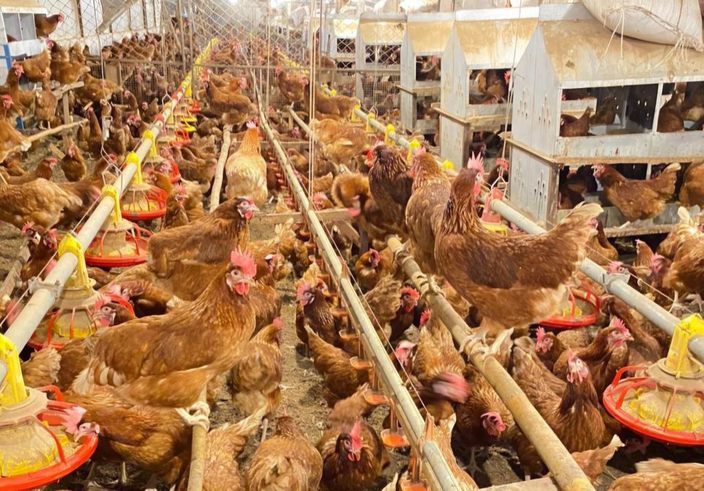 WMU targetkan peningkatan kapasitas hingga 500.000 ekor pada 2027, berpotensi sebagai produsen telur cage-free terbesar di Asia Tenggara.