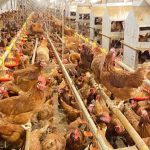 WMU Berpeluang Menjadi Produsen Telur Cage-Free Terbesar di Asia Tenggara