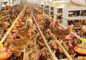 WMU Berpeluang Menjadi Produsen Telur Cage-Free Terbesar di Asia Tenggara