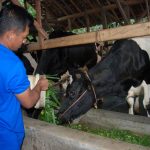HSN ke-18, Saatnya Sapi Perah Masuk Prioritas Swasembada Pangan