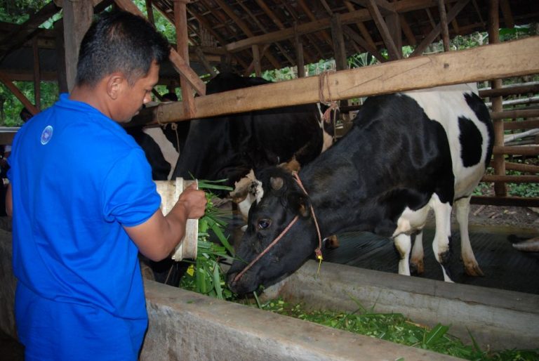 OL sapi perah