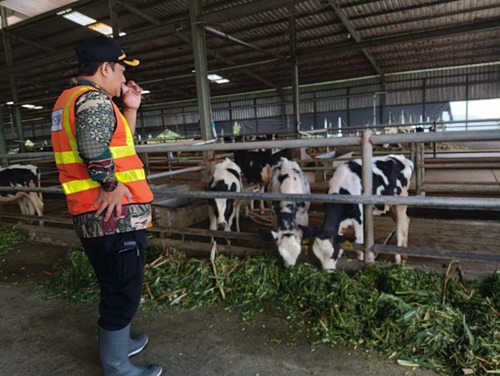 Tata Kelola Ternak yang Baik Dapat Meningkatkan Produksi Susu