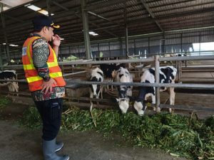 Tata Kelola Ternak yang Baik Dapat Meningkatkan Produksi Susu